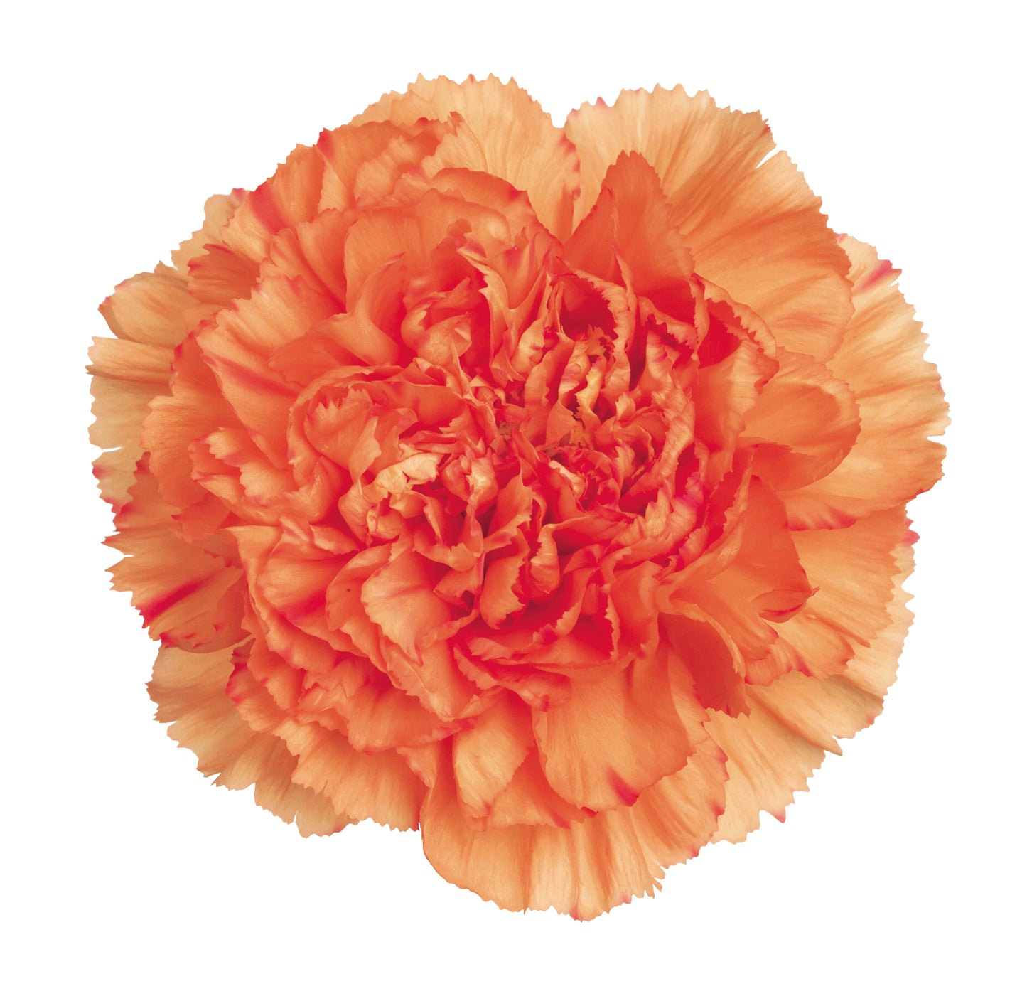 CARNATION LION KING - Young Plant