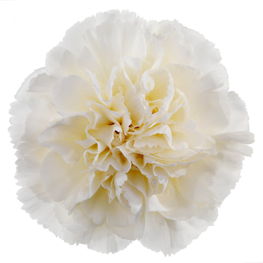 CARNATION NAVARRO - Young Plant