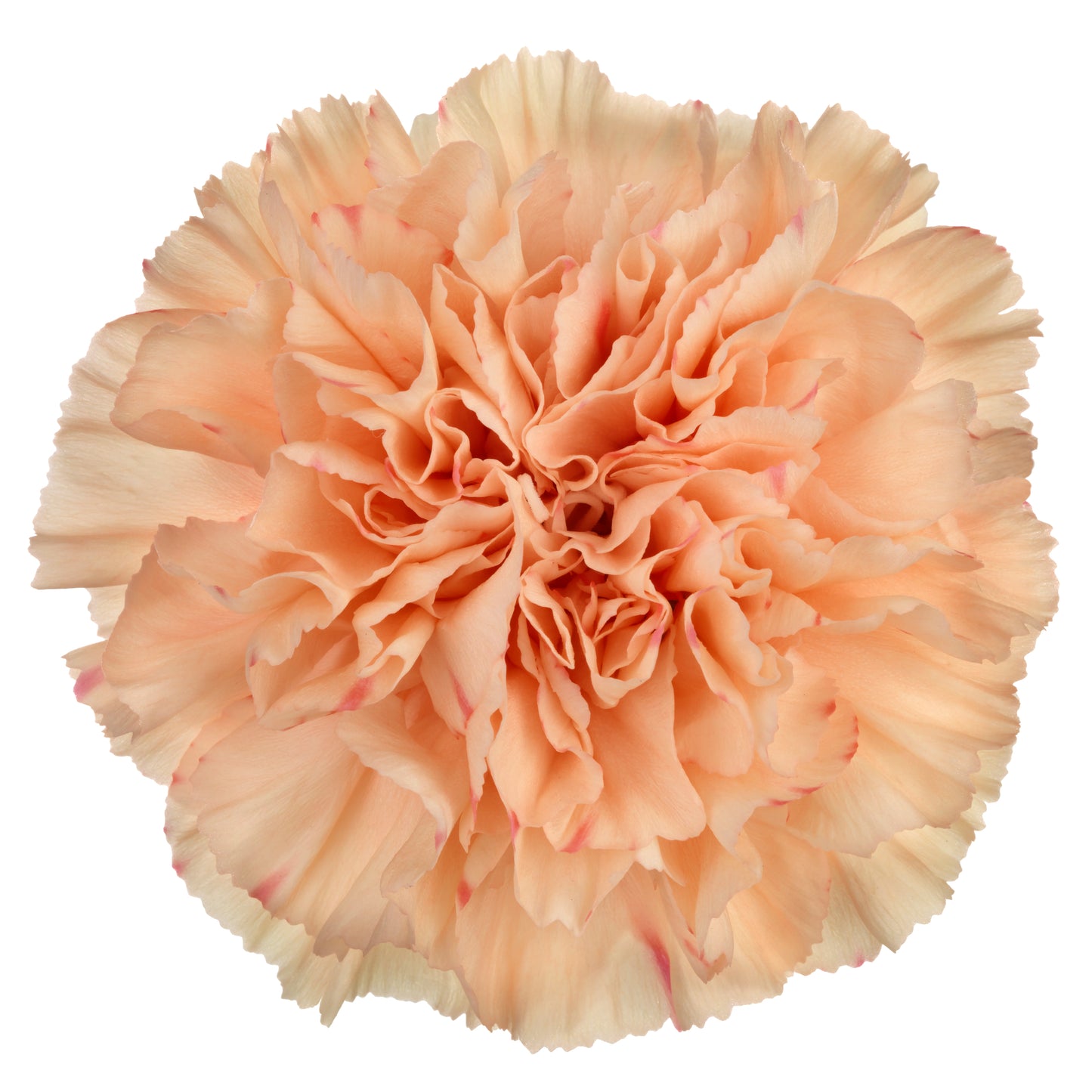 CARNATION PEACH WONDER - Young Plant