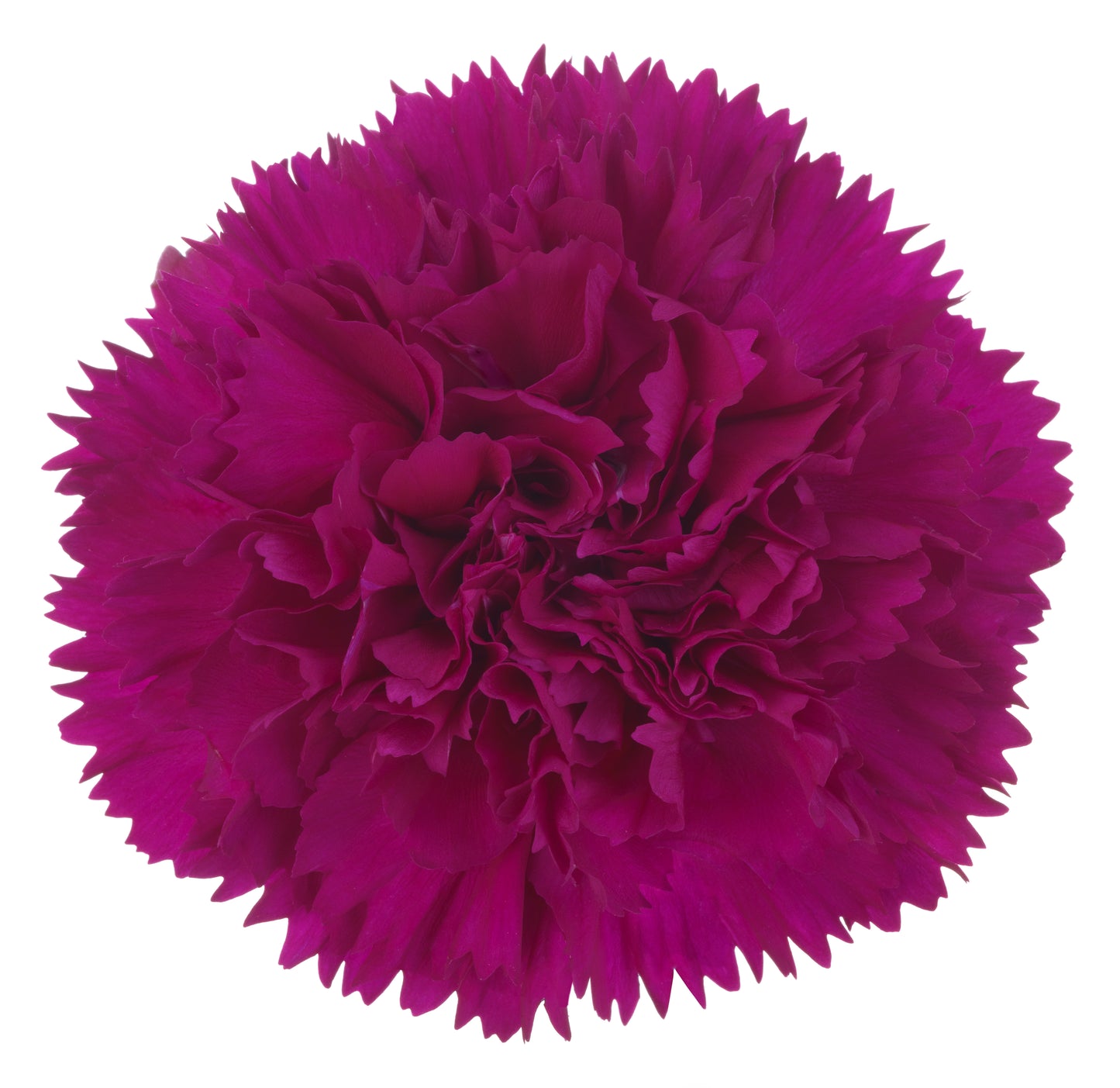 CARNATION SALVADOR - Young Plant