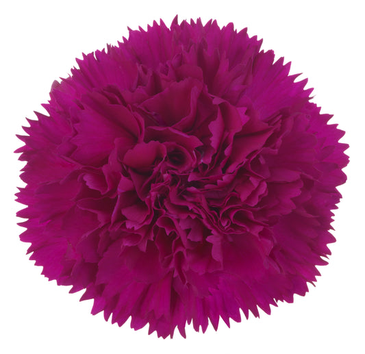 CARNATION SALVADOR - Young Plant