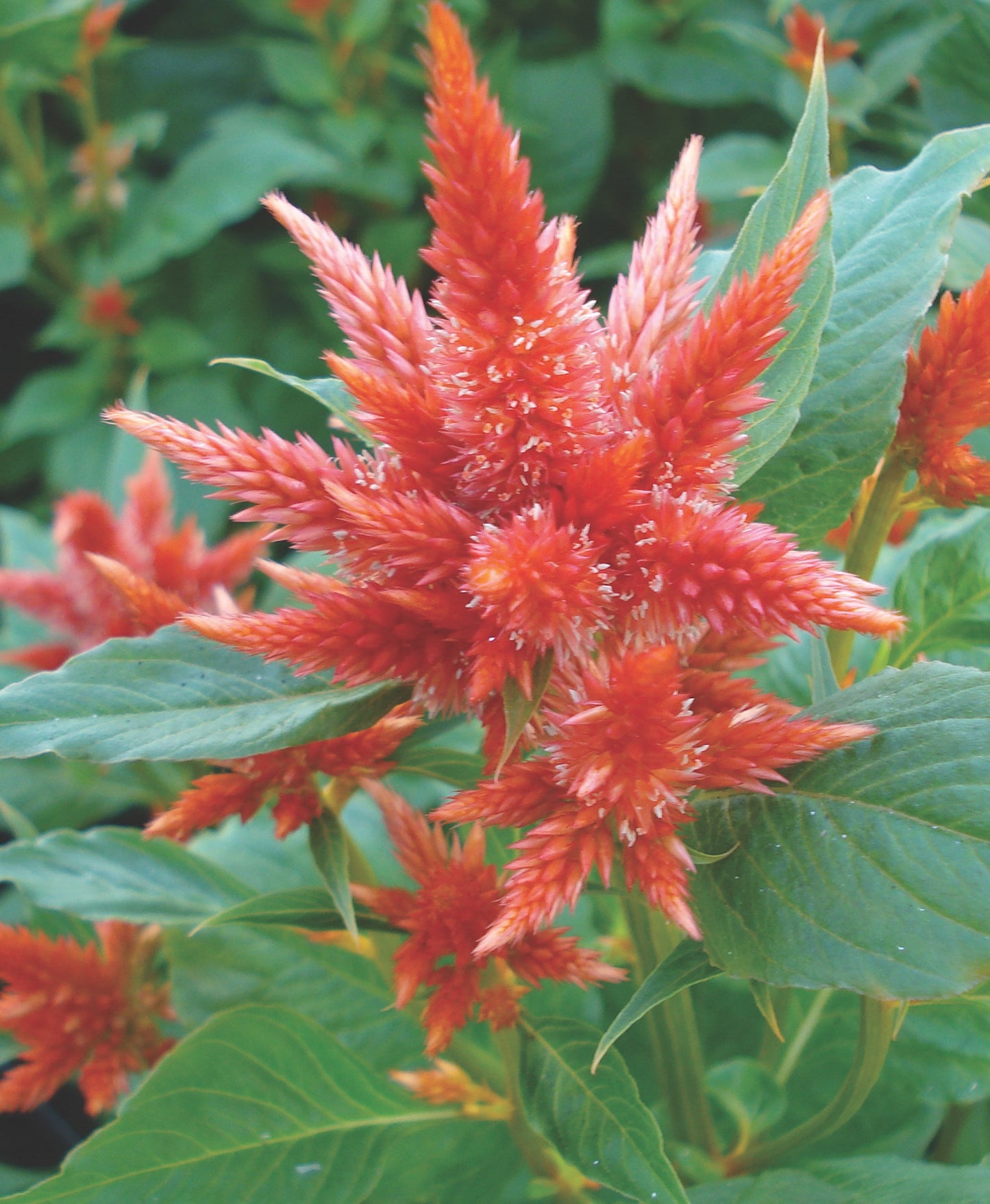 Celosia Celway Orange - Young Plant