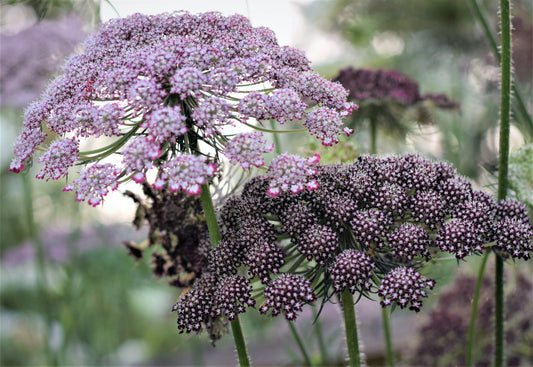 Seed - Chocolate Lace Flower - Daucus Dara