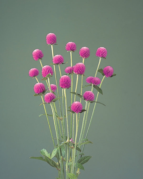 GOMPHRENA AUDRAY PINK - Young Plant