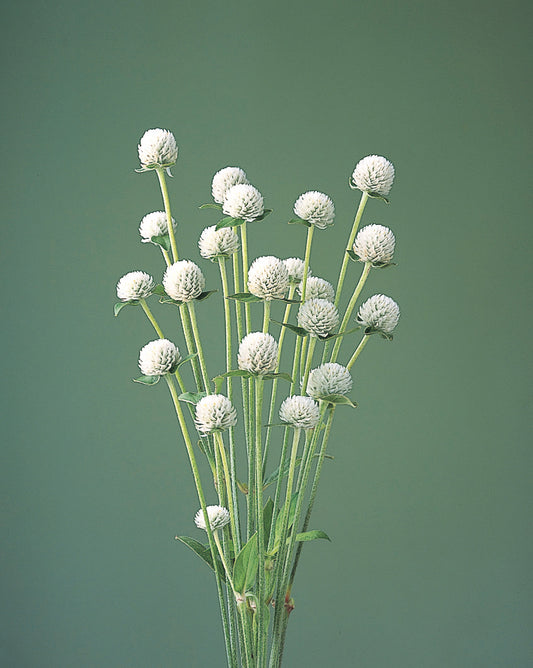 GOMPHRENA AUDRAY WHITE - Young Plant