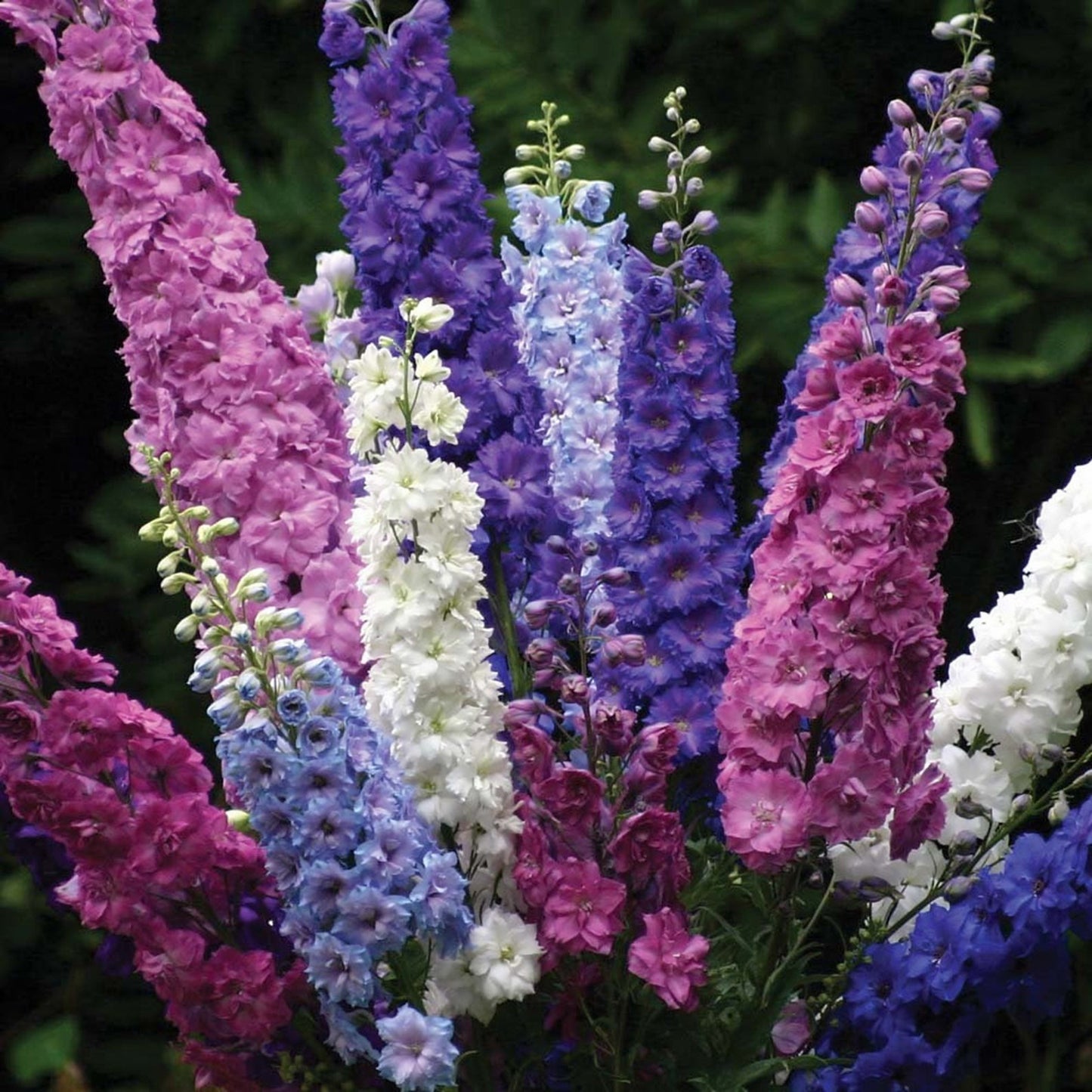 Larkspur Imperial Giants - Young Plant