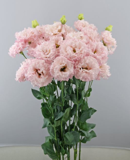 LISIANTHUS CELEB 2 QUEEN - Young Plant