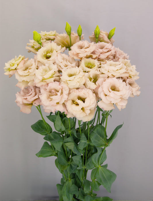 LISIANTHUS Celeb 1 Beige Neo - Young Plant
