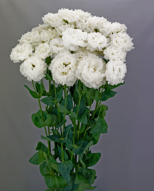 LISIANTHUS CELEB 2 CRYSTAL - Young Plant