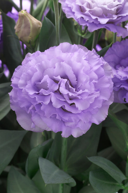 LISIANTHUS CORELLI 3 LAVENDER - Young Plant