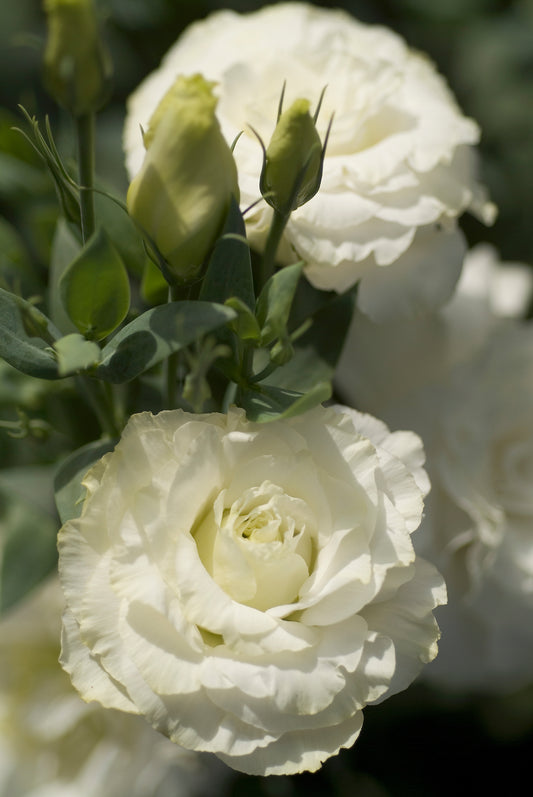 LISIANTHUS Mariachi 2 Pure White - Young Plant