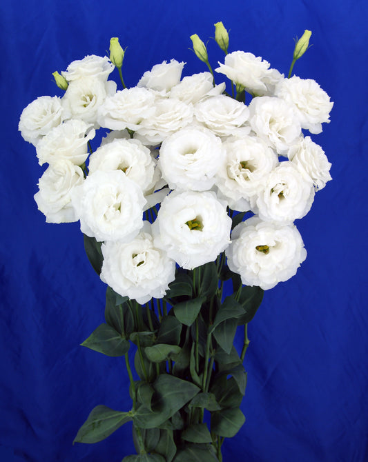 LISIANTHUS Megalo 3 White - Young Plant
