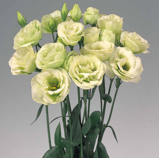 LISIANTHUS Rosita 2 Green - Young Plant
