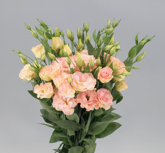 LISIANTHUS Super Magic 1&2 Champagne - Young Plant