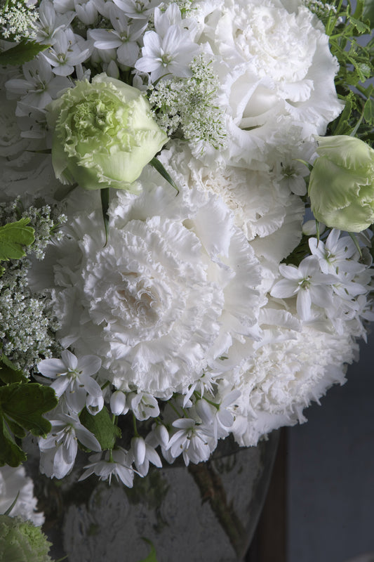 Lisianthus Corelli 2 Sugoi White - Young Plant