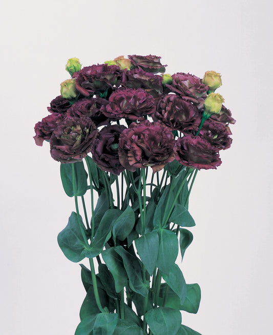 LISIANTHUS ROSANNE 3 BROWN - Young Plant