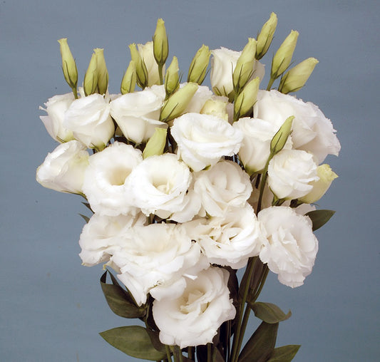 LISIANTHUS Soiree 1 White - Young Plant