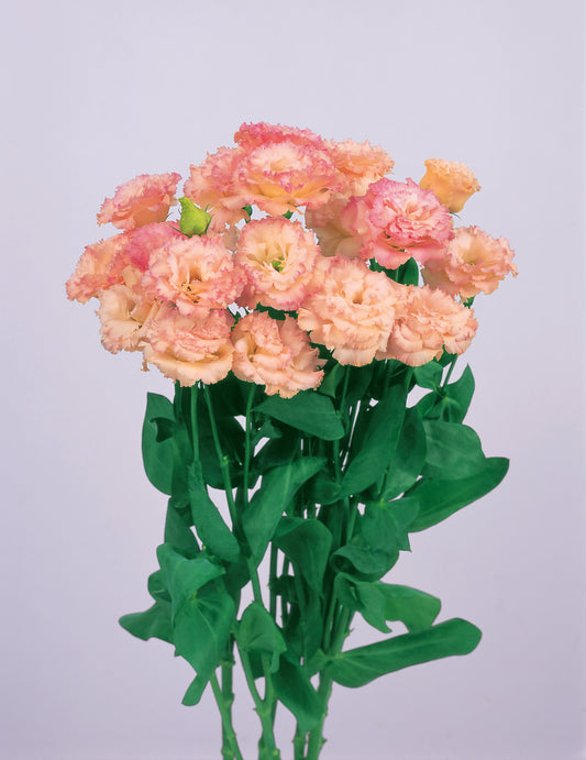 LISIANTHUS Voyage 2 Champagne - Young Plant