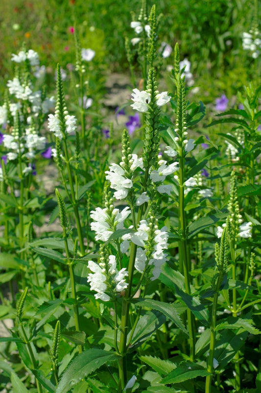 PHYSOSTEGIA WHITE - Young Plant