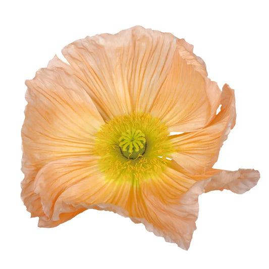 Poppy Colibri Rosa Chiaro Pastello - Young Plant