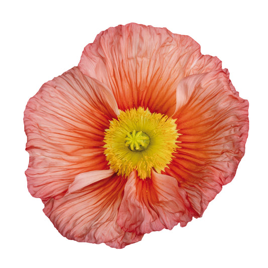 POPPY COLIBRI ROSA INTENSO SALMONATO - Young Plant