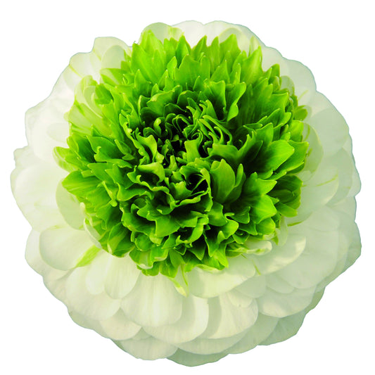 Italian Ranunculus - Elegance Bianco Festival - Young Plant