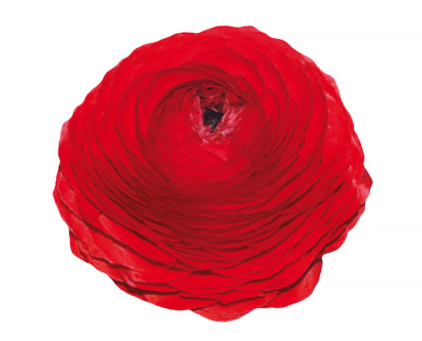 Italian Ranunculus - Elegance SPRING ROSSO - Plug Seedling
