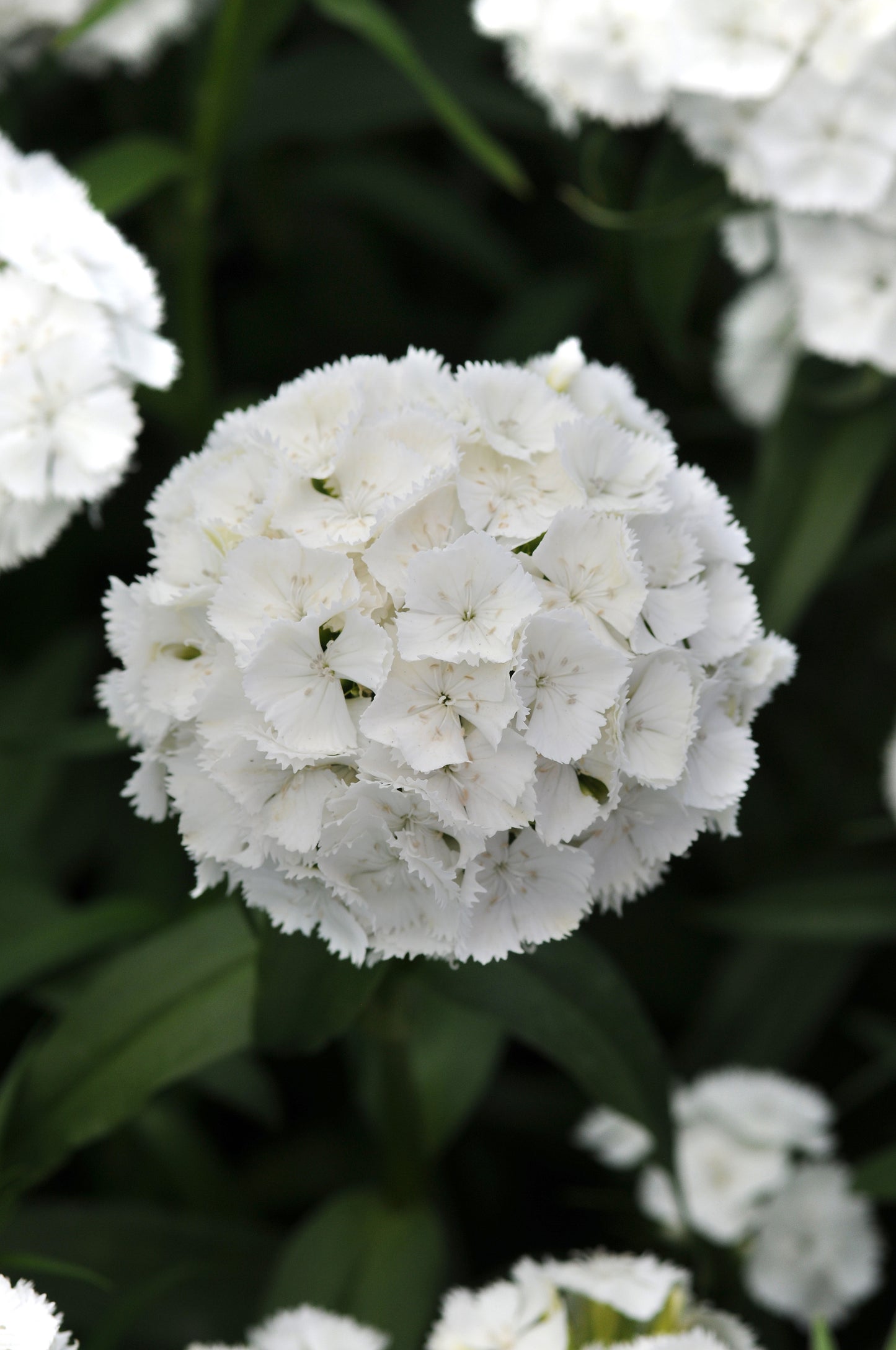 SWEET WILLIAM SWEET WHITE- Young Plant