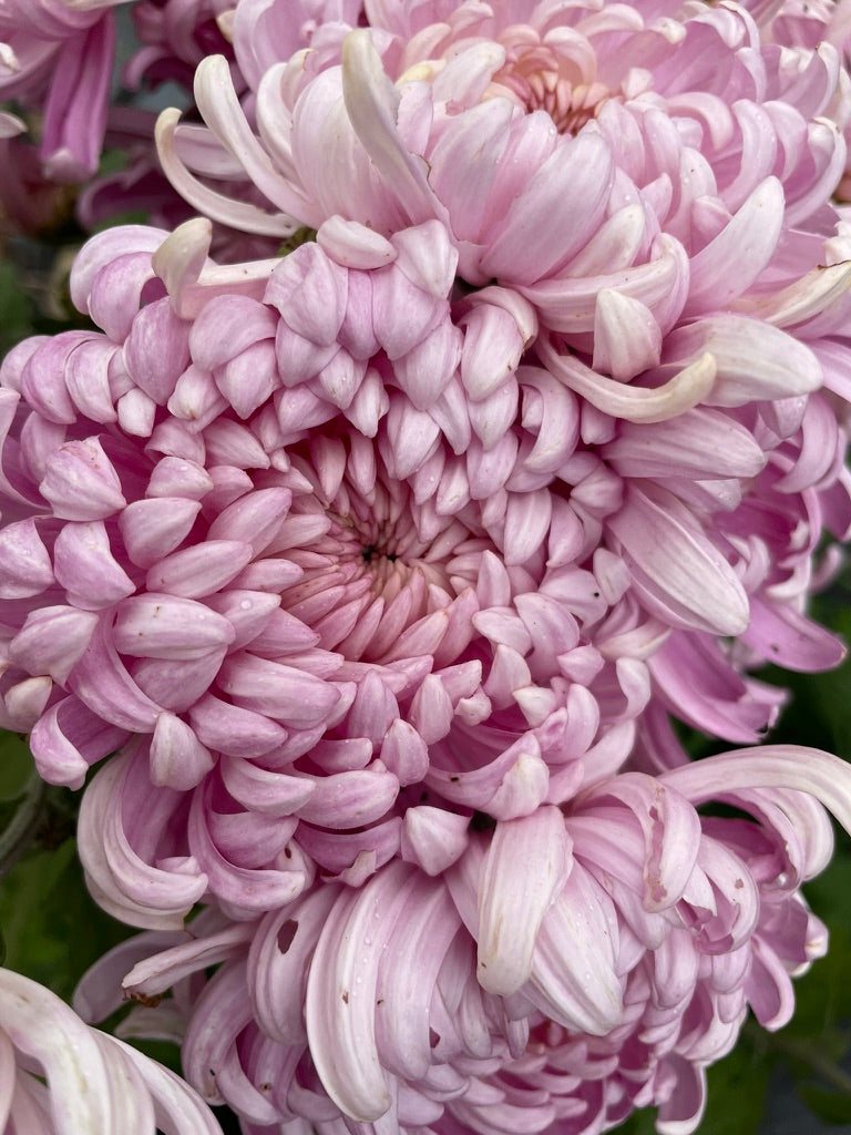 Heirloom Chrysanthemum - Rooted Cutting - Marie