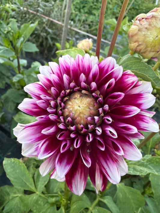 Dahlia - Du Roi Albert