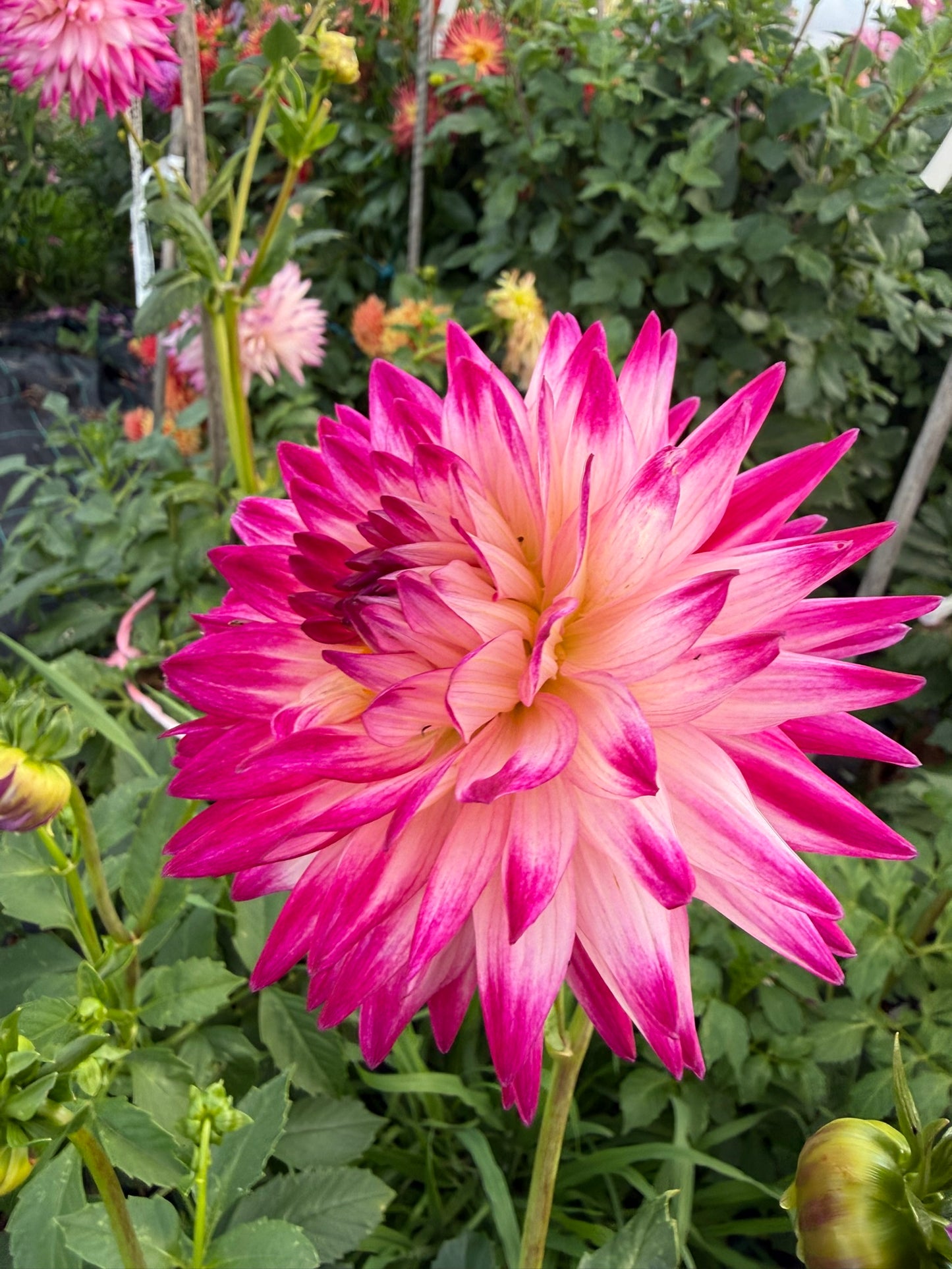 Dahlia - Winkie Carnival