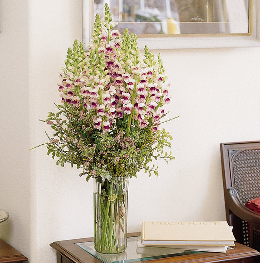 Snapdragon Maryland Plum Blossom - Young Plant