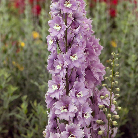 Delphinium Magic Fountains Cherry Blossom White Bee - Young Plant