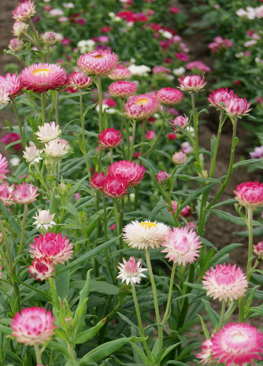 Strawflower Silvery Rose - Young Plant