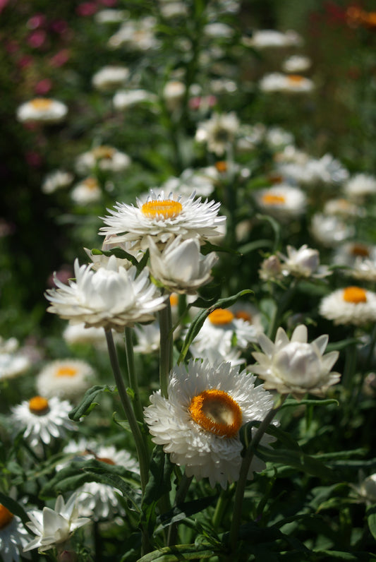 Strawflower White - Young Plant