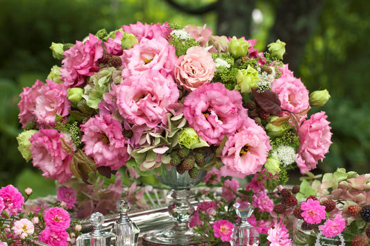 LISIANTHUS Corelli 3 Rose - Young Plant