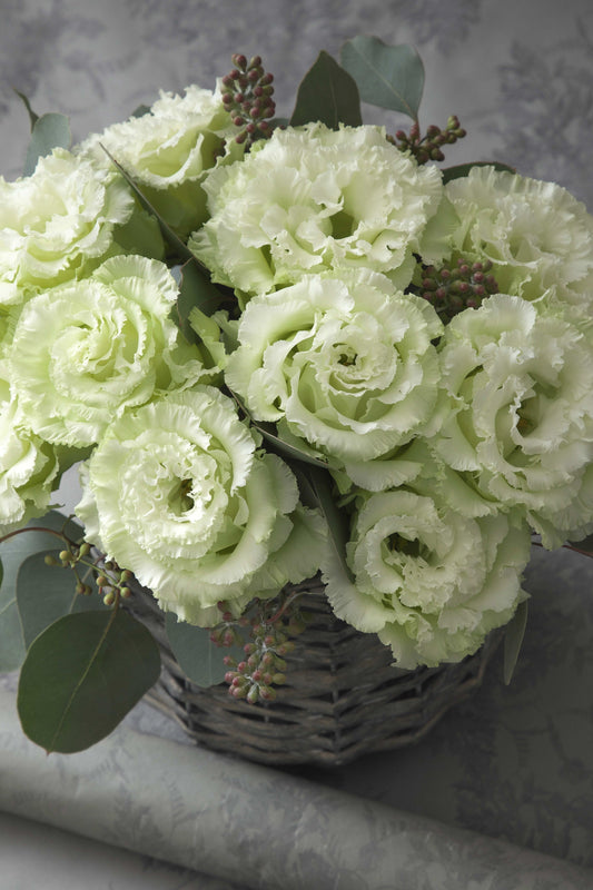 LISIANTHUS Corelli 3 Sugoi Green - Young Plant