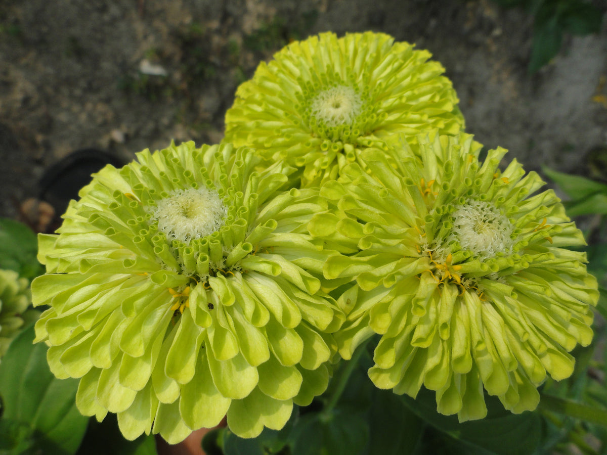 Zinnia - Queeny Lime - Young Plant