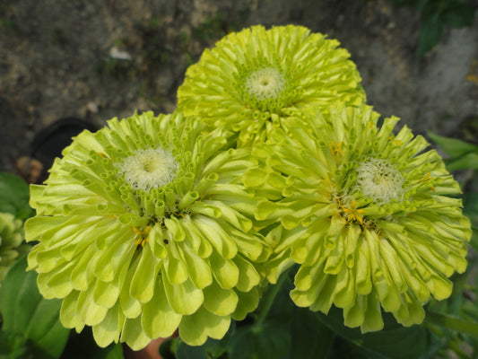 Zinnia - Queeny Lime - Young Plant