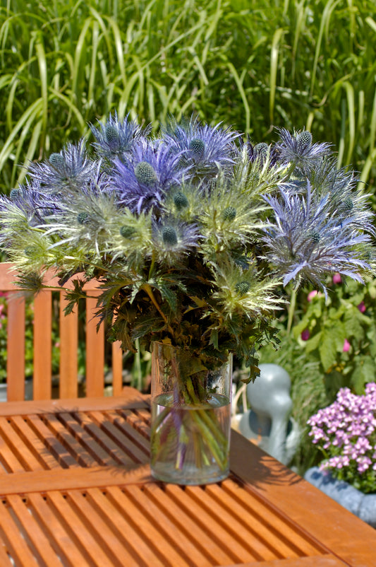 ERYNGIUM GLITTER BLUE - Young Plant