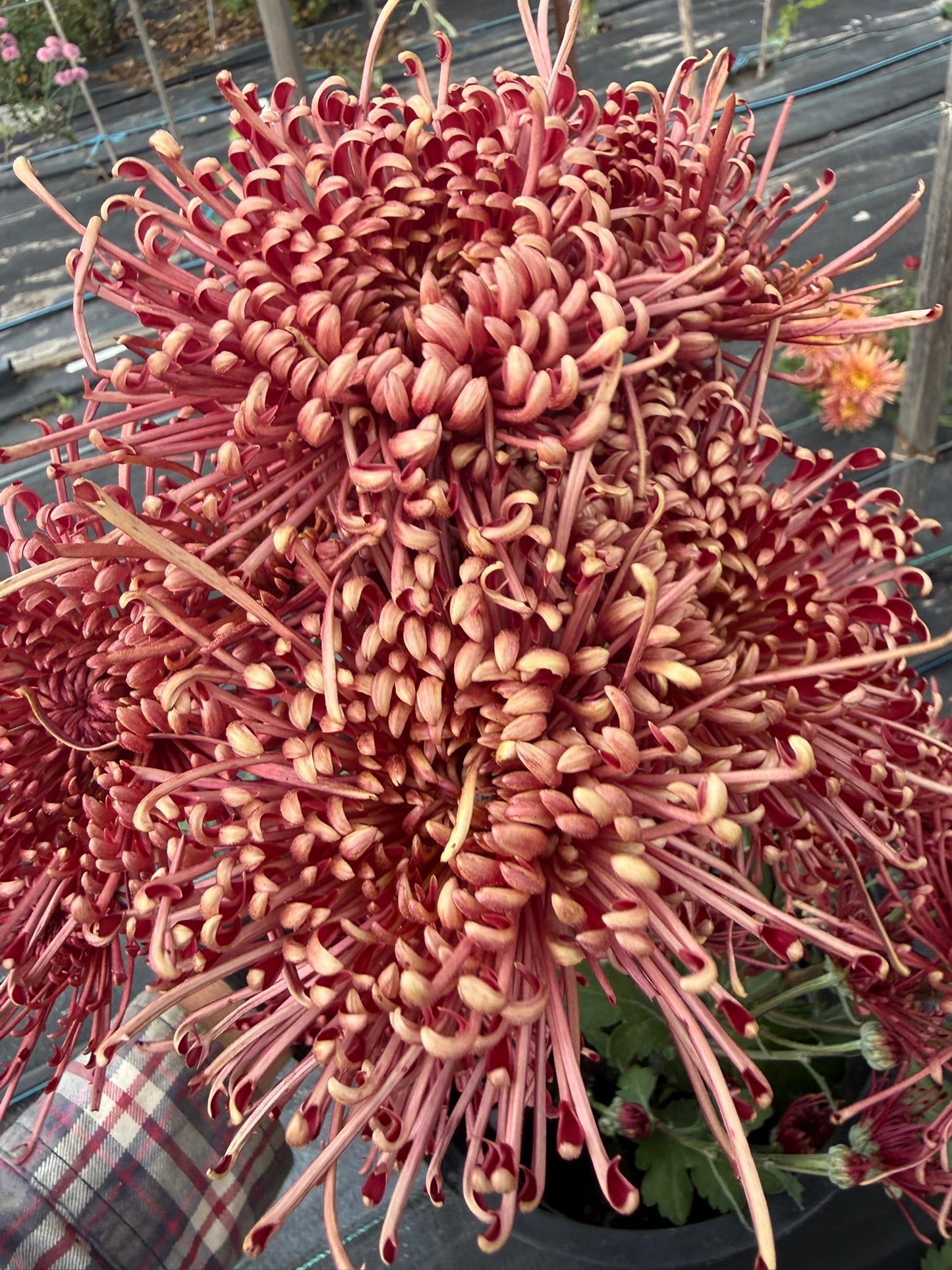 Chrysanthemum - Rooted Cutting - Scarlet O'Hara