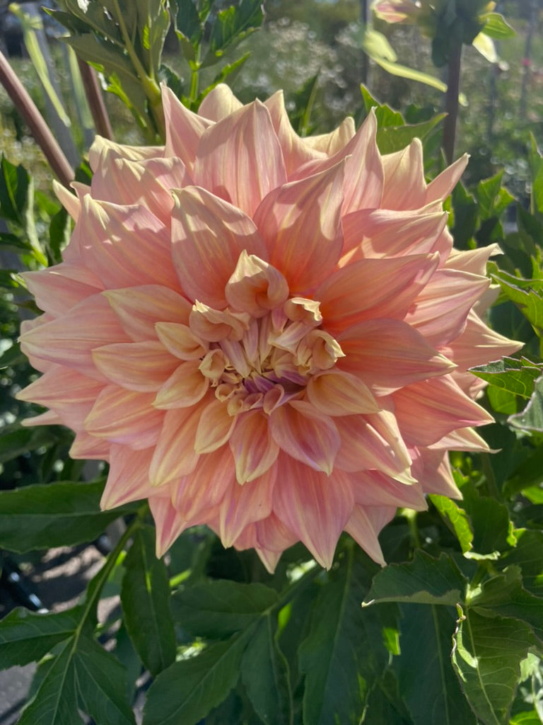 Dahlia - Alden Rocket