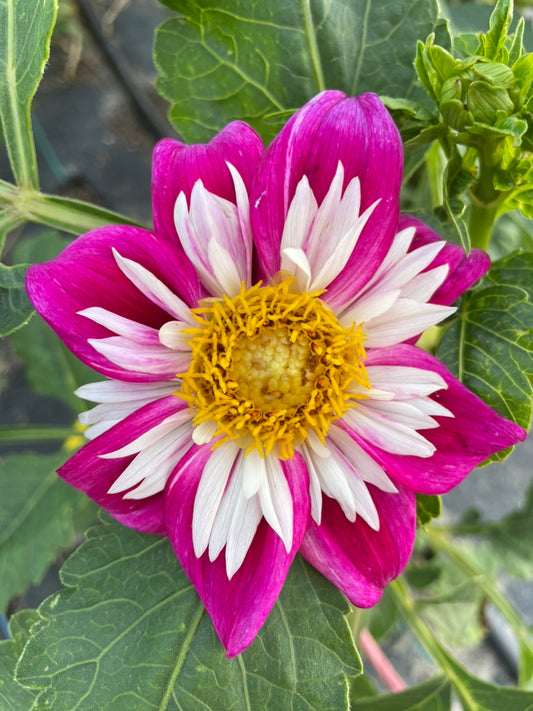 Dahlia - Blue Cerise