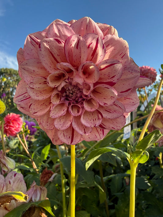 Dahlia - Venetian