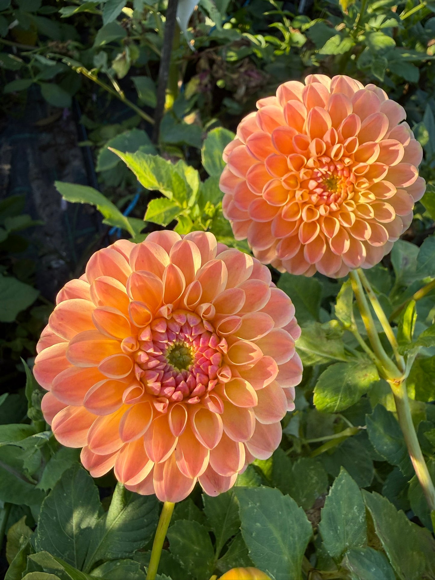 Dahlia - LATE