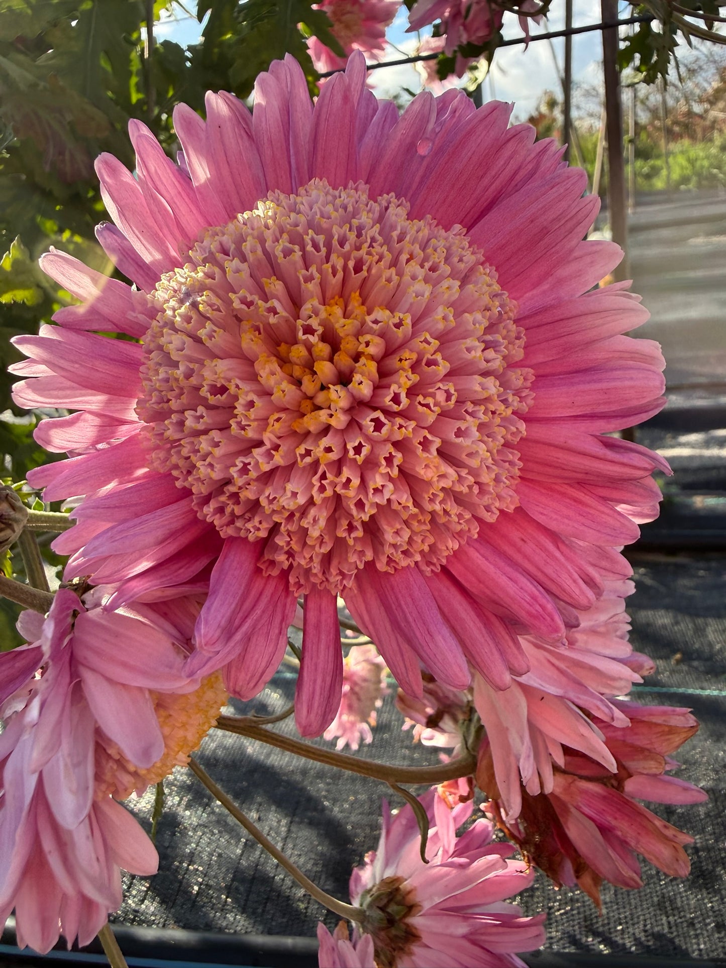 Chrysanthemum - Rooted Cutting - Isla Mechen