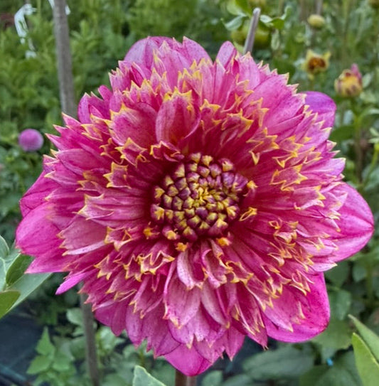 Dahlia - Purine