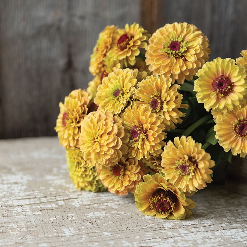 Zinnia - Queeny Lemon Peach - Young Plant