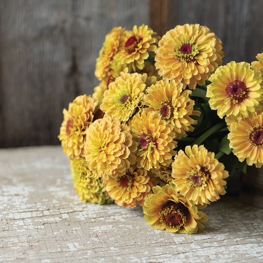 Zinnia - Queeny Lemon Peach - Young Plant