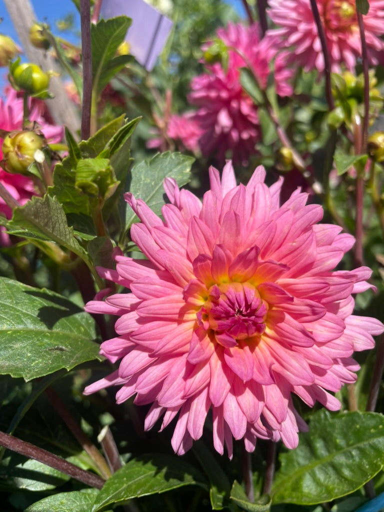 Dahlia - Amanda Jarvis